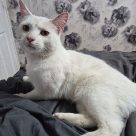 Missing Domestic Short Hair Cats in Essex