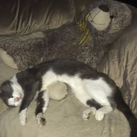 Missing British Short Hair Cats in Abertillery