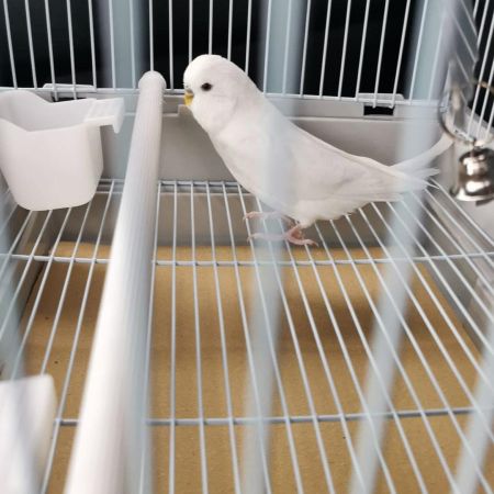 Missing Budgie Birds in Leicester 