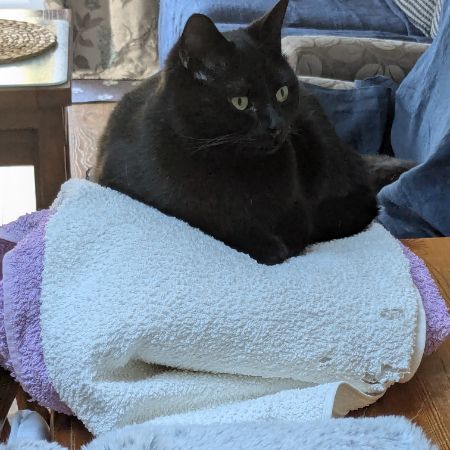 Missing Moggy Cats in Stottesdon