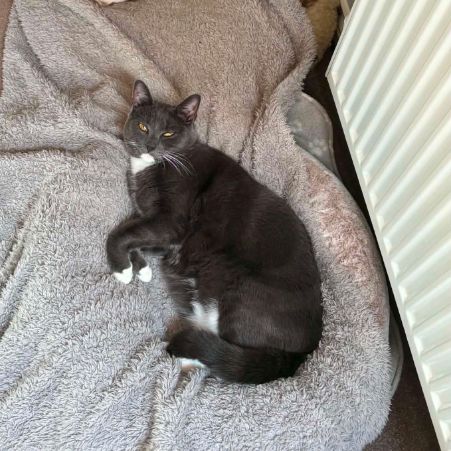 Missing Domestic Short Hair Cats in Wygate, Spalding