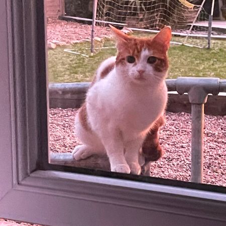 Missing Domestic Short Hair Cats in North Kelsey