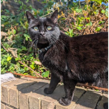 Missing British Short Hair Cats in London