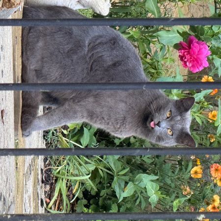 Missing British Short Hair Cats in Gretton