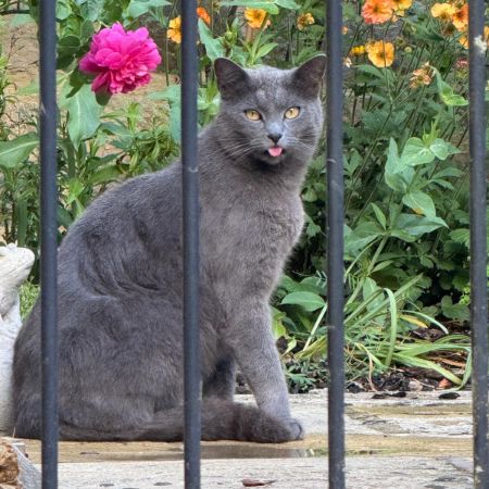 Missing British Short Hair Cats in Gretton