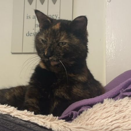 Missing Tortoiseshell Cats in West Bromwich 