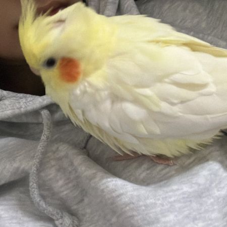 Missing Cockatiel Birds in Leicester 