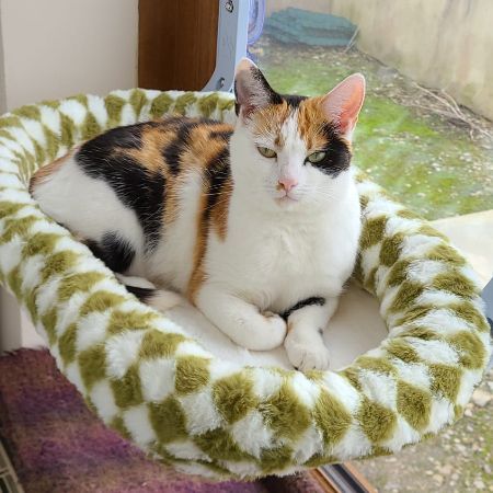 Missing Domestic Short Hair Cats in Bradford