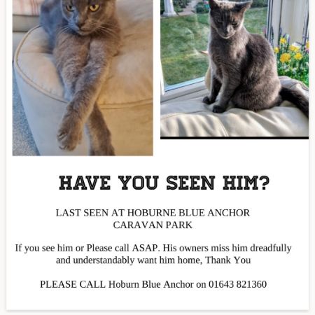 Missing British Short Hair Cats in Blue Anchor Bay