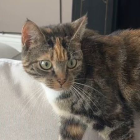 Missing Domestic Short Hair Cats in Barnsley