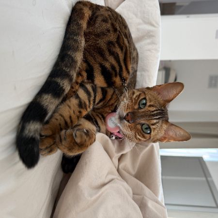 Missing Bengal Cats in Cowley, Hillingdon