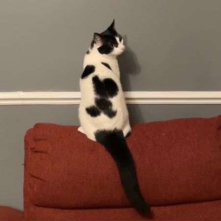Missing Domestic Short Hair Cats in London