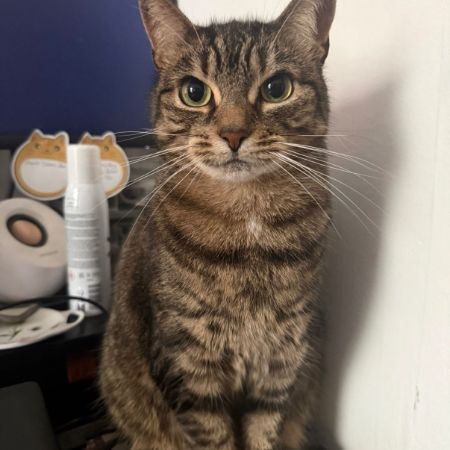 Missing Domestic Short Hair Cats in West Drayton
