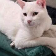 Missing Domestic Short Hair Cats in Feltham Middlesex 