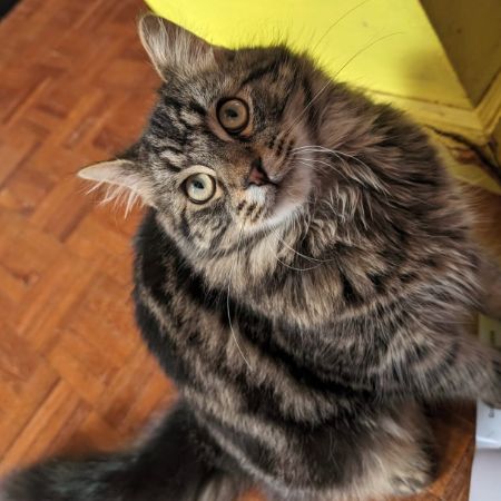 Missing Tabby Cats in Petrockstowe