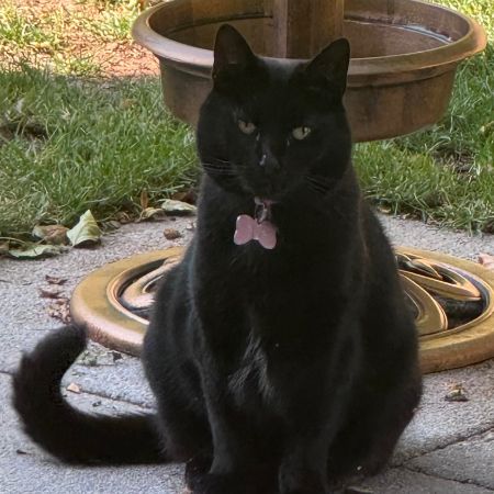 Missing Domestic Short Hair Cats in Walsall Wood