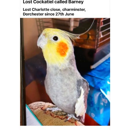 Missing Cockatiel Birds in Dorchester 