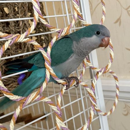 Missing Parrot, Parakeet Birds in Buckhurst Hill