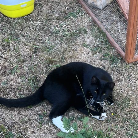 Missing British Short Hair Cats in Chidham