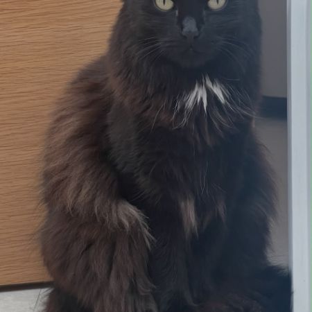 Missing Domestic Short Hair Cats in BS312ND