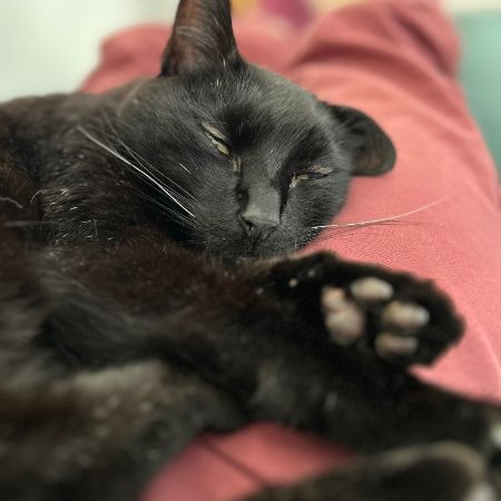 Missing British Short Hair Cats in Sageston 