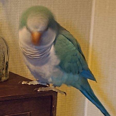 Missing Parrot, Parakeet Birds in Willand
