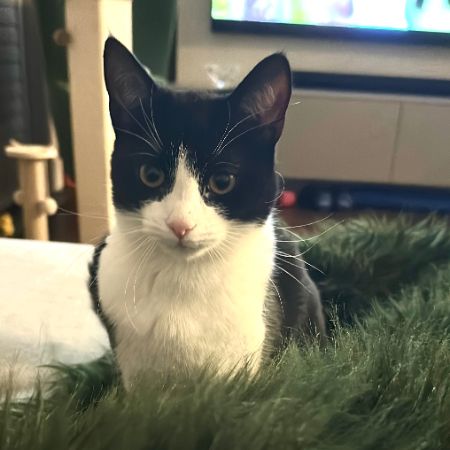 Missing Unknown - Other Cats in St John’s Wood
