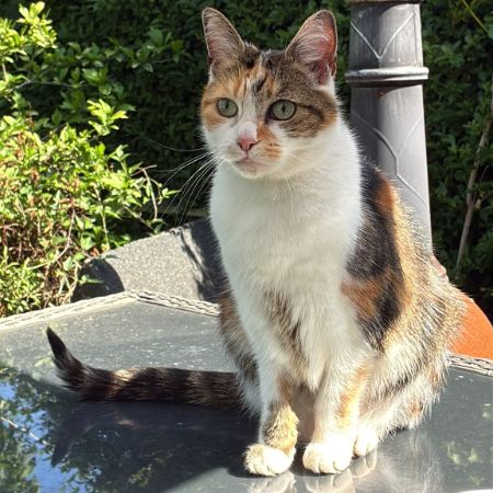 Missing British Short Hair Cats in Rochester