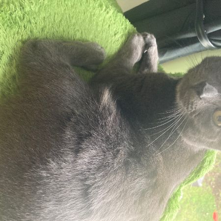 Missing Russian Blue Cats in Gillingham 