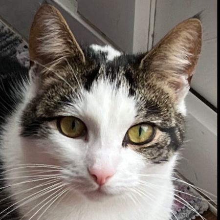 Missing Tabby Cats in Bicester 
