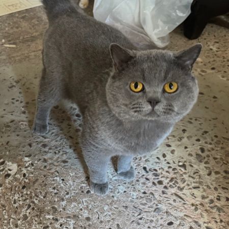 Missing British Short Hair Cats in Weston Coyney