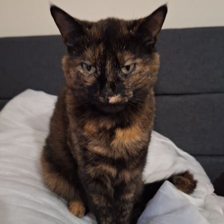 Missing Tortoiseshell Cats in Ferryhill