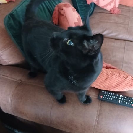 Missing Moggy Cats in Bowness On Windermere