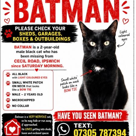 Missing Unknown - Other Cats in Ipswich