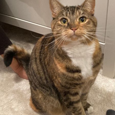 Missing Domestic Short Hair Cats in Stewartby