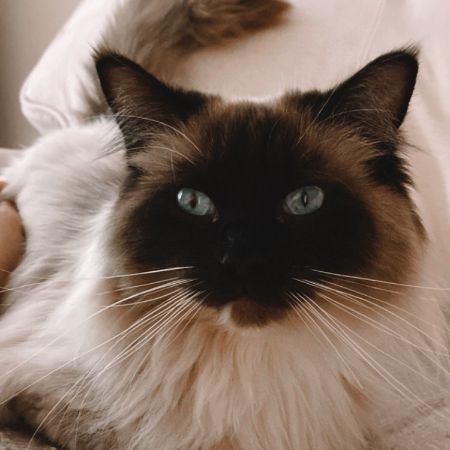 Missing Birman Cats in Ledbury 