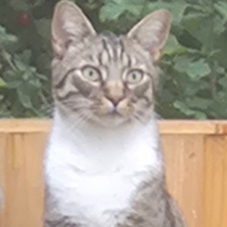 Missing Domestic Short Hair Cats in Nuneaton