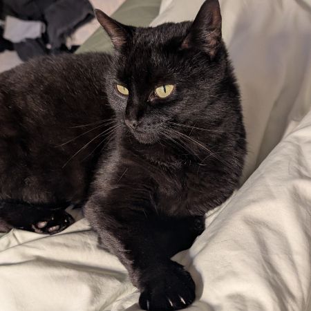 Missing Mixed Breed Cats in Girton 