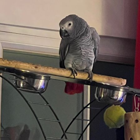 Missing Parrot, Parakeet Birds in Streatham Hill