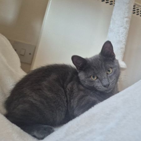 Missing Domestic Short Hair Cats in Leighton Buzzard 