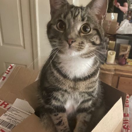 Missing British Short Hair Cats in Leafield 
