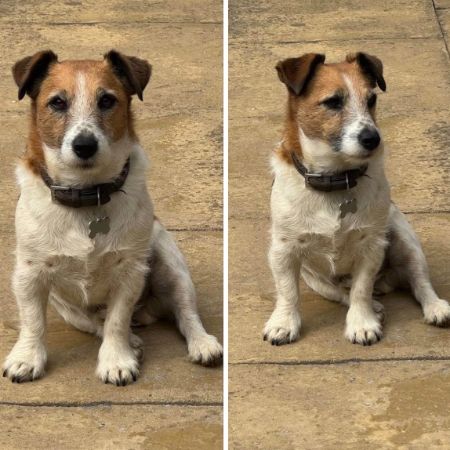 Missing Terrier Dogs in Shutford