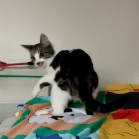Missing Mixed Breed Cats in Dover Kent