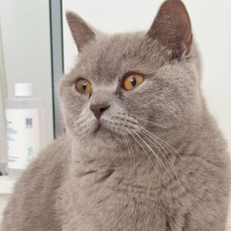 Missing British Short Hair Cats in Bristol