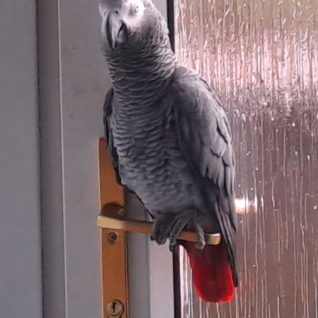 Missing Parrot, Parakeet Birds in Drayton 