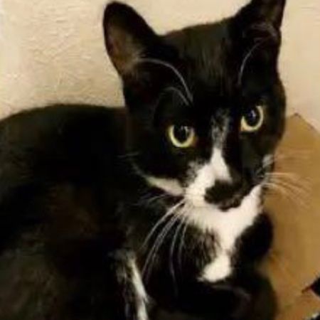 Missing Domestic Short Hair Cats in Middleton