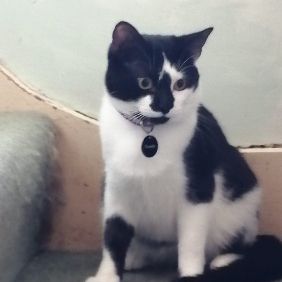 Missing Unknown - Other Cats in Ruislip