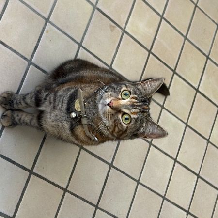 Missing Tabby Cats in Ascot