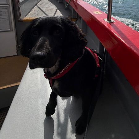 Missing Spaniel Dogs in Mylton Keynes