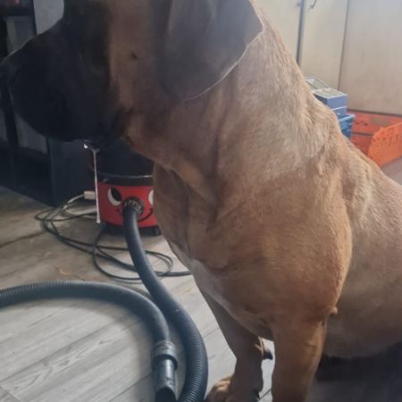 Missing Mastiff Dogs in Birmingham
